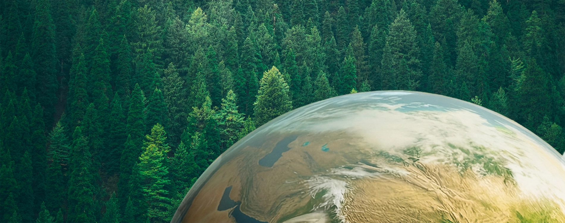 Biodegradable and Sustainable Your Trusted Cellulose Film Partner